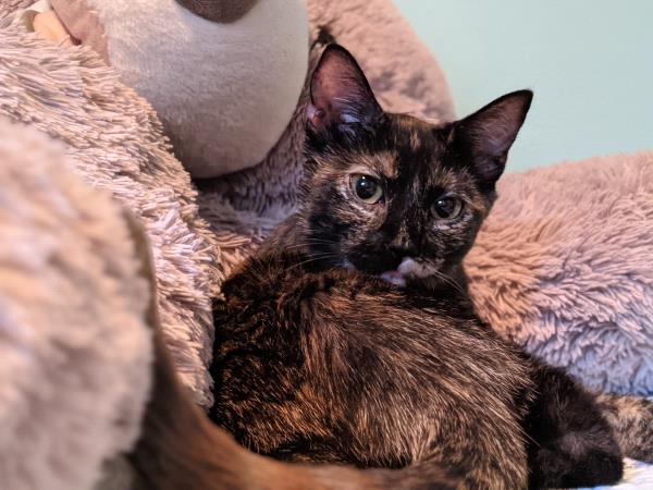 /Images/uploads/Friends of Seal Beach Animal Care Center/2022sbacc/entries/20219thumb.jpg